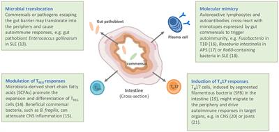 Intestinal Microbiome in Hematopoietic Stem Cell Transplantation For Autoimmune Diseases: Considerations and Perspectives on Behalf of Autoimmune Diseases Working Party (ADWP) of the EBMT